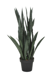 Belli Sanseviera Plante