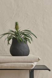 Ananas Green Glossy