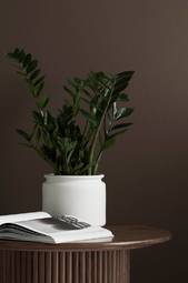 Zamioculcas Night Flower A.green Ms 2020