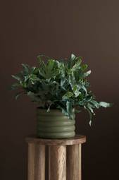 Phlebodium Aureum Grøn/grå